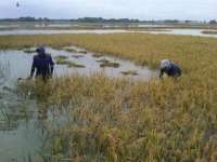 Tanaman Padi di Sambiroto Kapas Terendam Air