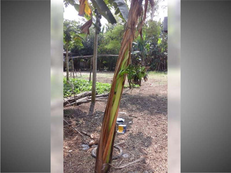 Pohon Pisang di Ngasem Berbuah Pada Tengah Batang