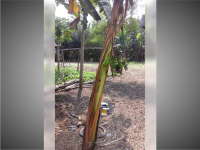 Pohon Pisang di Ngasem Berbuah Pada Tengah Batang