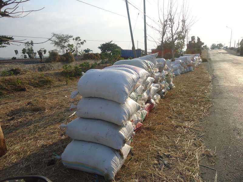 Petani Bantaran Bengawan Solo Mulai Panen Padi