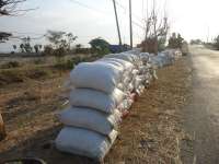 Petani Bantaran Bengawan Solo Mulai Panen Padi