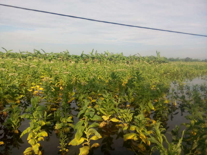 Gagal Panen, Petani Tembakau di Bojonegoro Merugi