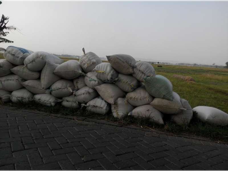 Masuk Panen Raya, Harga Beras di Pasar Tobo Stabil