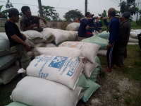 Harga Gabah Hasil Panen Capai Rp3.900 Per Kilogram