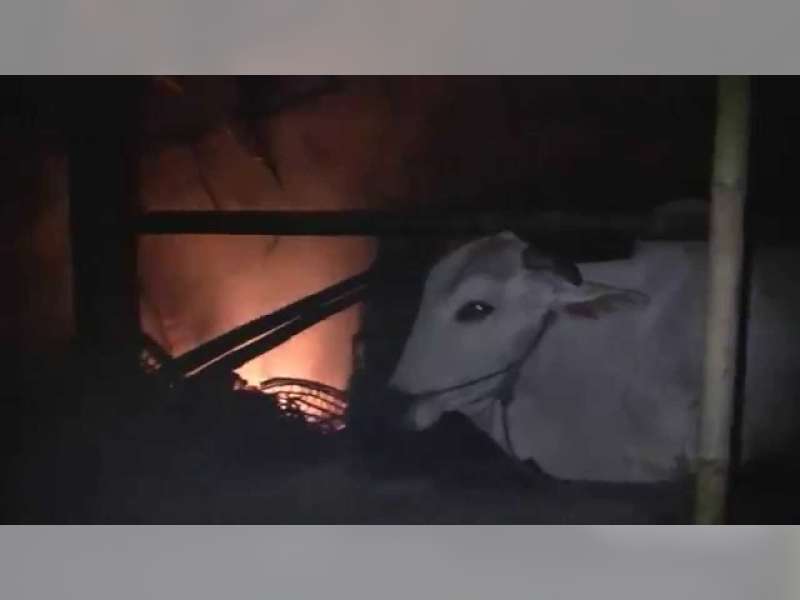 Perapian Ditinggal, Kandang Sapi di Parengan Terbakar
