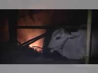 Perapian Ditinggal, Kandang Sapi di Parengan Terbakar