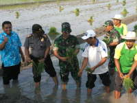 Petani Bersama TNI Tanam Padi Serentak