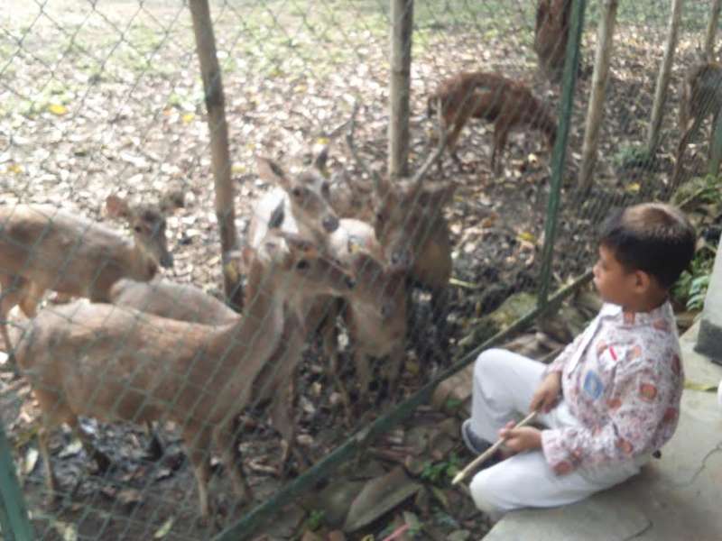 Tahun Ini, 5 Ekor Rusa Lahir di Penangkaran KPH Parengan