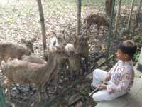 Tahun Ini, 5 Ekor Rusa Lahir di Penangkaran KPH Parengan