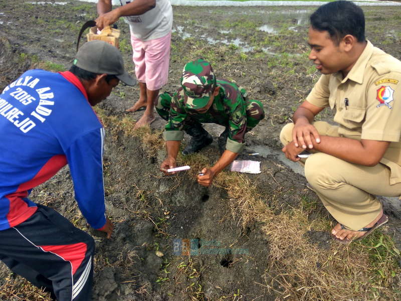Koramil Kapas Bantu Petani Basmi Hama Tikus