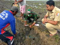 Koramil Kapas Bantu Petani Basmi Hama Tikus