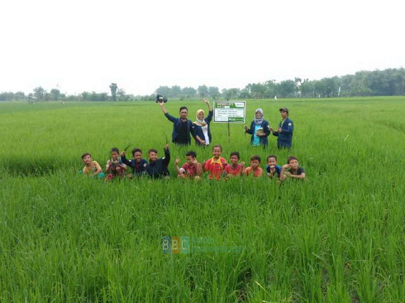 Perdalam Pengalaman Pemuda, Kartar Desa Sumbertlaseh Gelar Demplot Pertanian