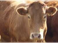 Cuaca Ekstrem Bisa Picu Meningkatnya Penyakit BEF pada Sapi