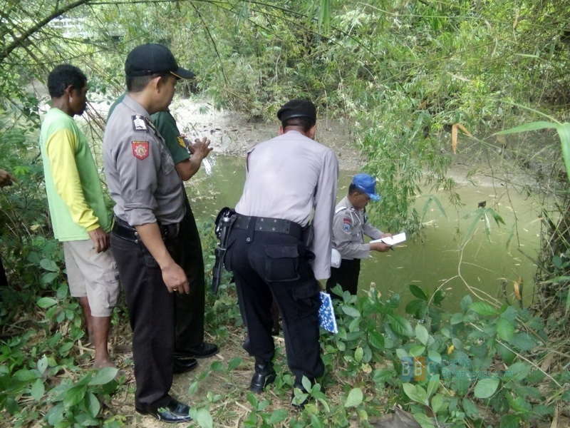 Mengupas Kemampuan Strum Ikan