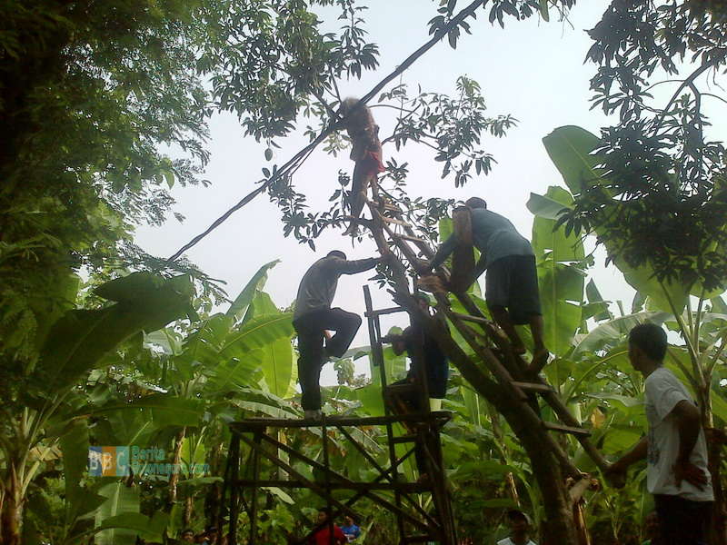 Aneh, Perempuan di Dander Ini Meninggal di Atas Pohon Mangga