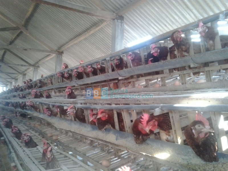 Peternak Ayam di Bojonegoro Perlu Mewaspadai Penyakit Tetelo
