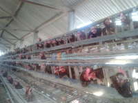 Peternak Ayam di Bojonegoro Perlu Mewaspadai Penyakit Tetelo