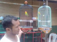 Jenis Love Bird Masih Jadi Favorit