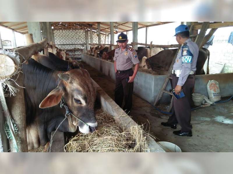Antisipasi Pencurian, Kapolsek Kepohbaru Beri Penyuluhan Pada Peternak Sapi