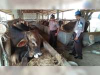 Antisipasi Pencurian, Kapolsek Kepohbaru Beri Penyuluhan Pada Peternak Sapi