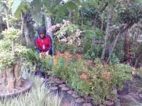 Tanaman Hias Pucuk Merah Paling Banyak Digemari