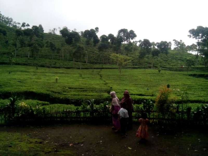 Nikmatnya Menyesap Teh di Lereng Gunung Lawu