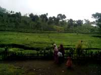 Nikmatnya Menyesap Teh di Lereng Gunung Lawu