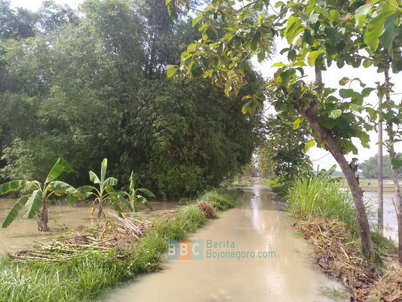 Sungai Cawak di Kepohbaru Meluap, Genangi Jalan Desa dan Persawahan