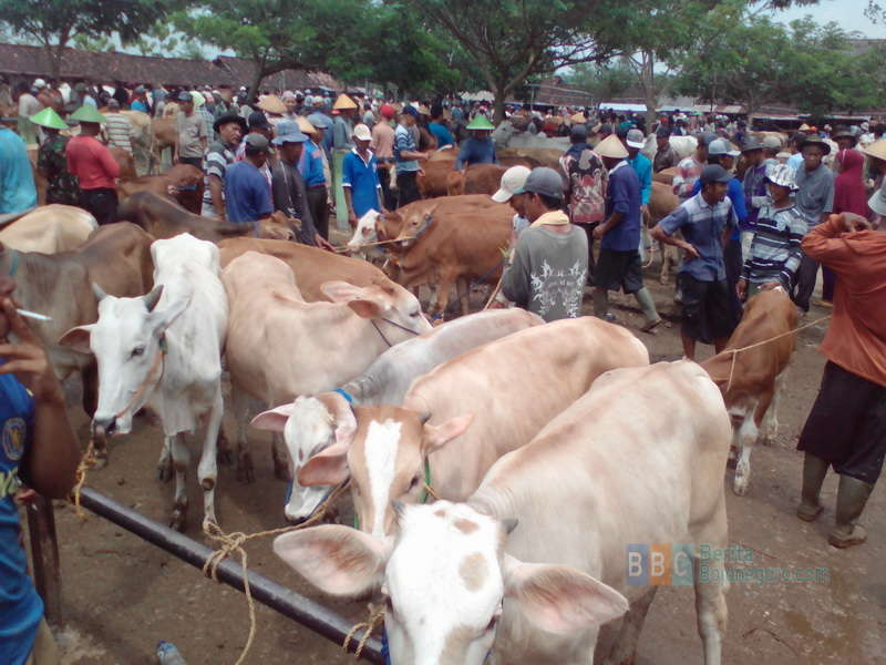 Stagnan, Perdagangan Sapi Tidak Ada Peningkatan