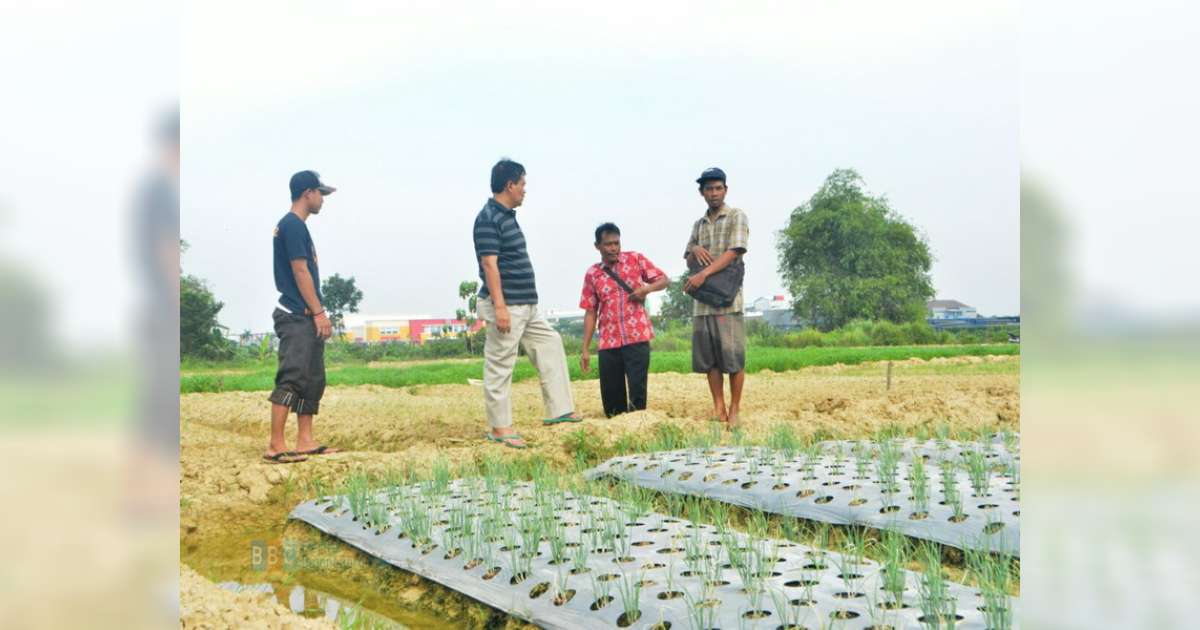 Maksimalkan Lahan Pertanian Dengan Teknik Diversifikasi 