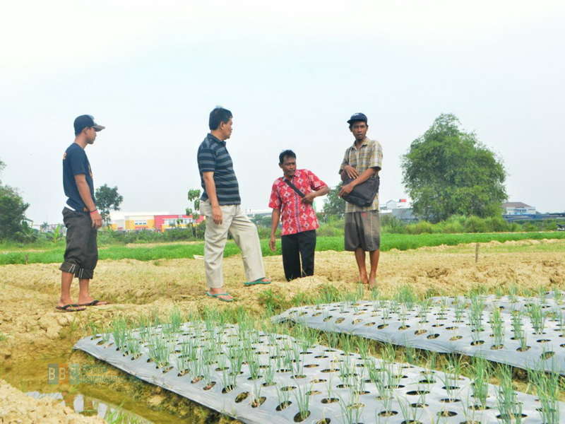 Maksimalkan Lahan Pertanian Dengan Teknik Diversifikasi