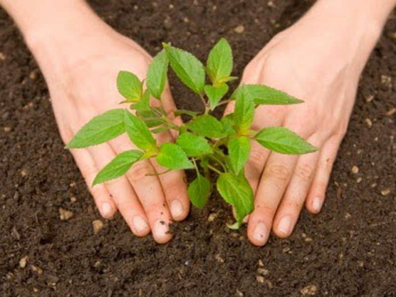 Pohon Pun Punya Hari