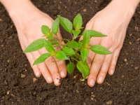 Pohon Pun Punya Hari