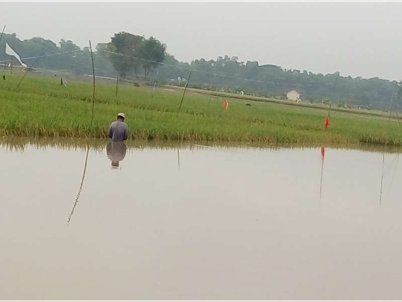 Ikut Asuransi, Padi Terendam Banjir Bakal Dapat Ganti Rugi