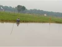 Ikut Asuransi, Padi Terendam Banjir Bakal Dapat Ganti Rugi