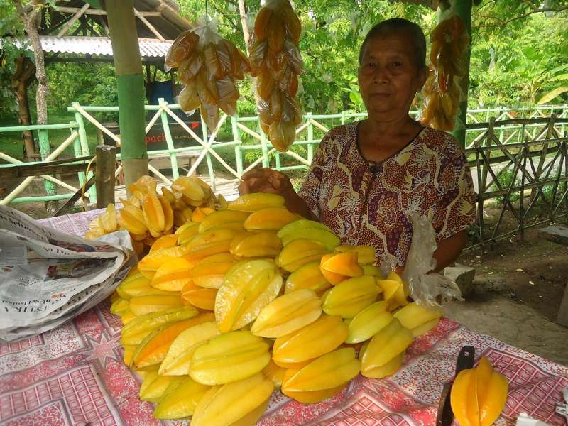 Musim Hujan, Buah Belimbing Rentan Diserang Hama Lalat Buah