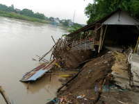 Tebing Longsor, Kandang Sapi Amblas ke Bengawan Solo