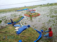 Akibat Banjir, Petani di Trucuk Terpaksa Panen Padi Lebih Awal