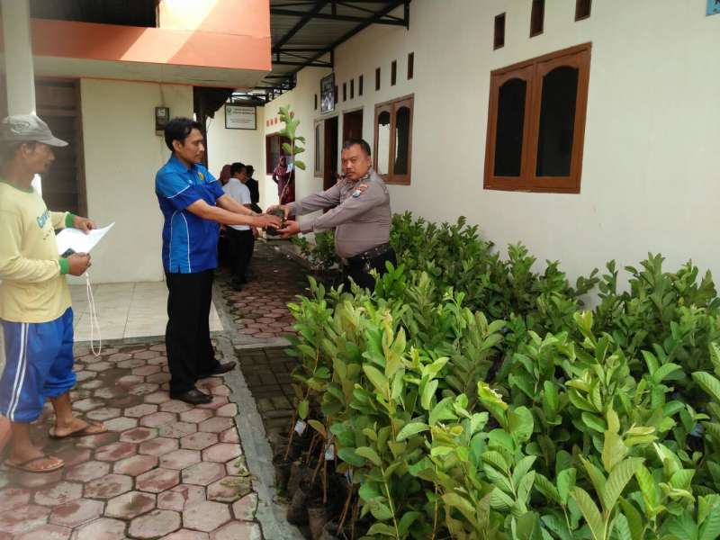 Disperta Bagikan Ribuan Bibit Jambu Biji Kristal pada Kelompok Tani