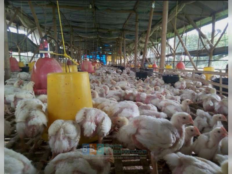 Cuaca Dingin Sebabkan Unggas Mudah Kena Penyakit