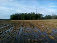 Sawah Tak Lagi Hijau