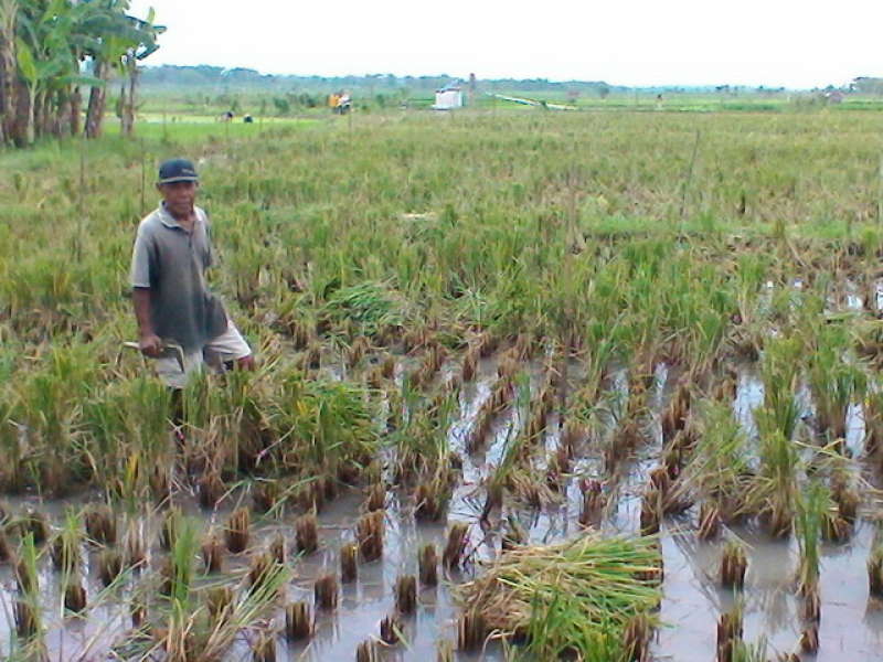 Petani di Bojonegoro Diperintahkan Segera Ikut Asuransi Pertanian