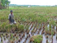 Petani di Bojonegoro Diperintahkan Segera Ikut Asuransi Pertanian