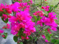 Program Tanam Bunga Bougenville Berlanjut Tahun Depan