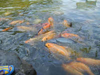 Usai Banjir, Warga Pomahan Panen Ikan Tawes dan Udang Panami