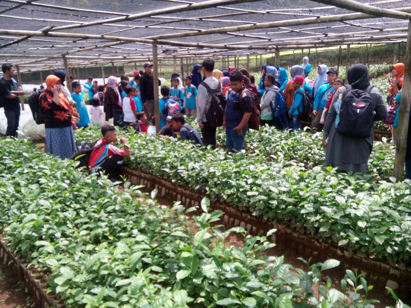 Anak-Anak Kampung Ilmu Belajar Pembibitan dan Pengolahan Teh