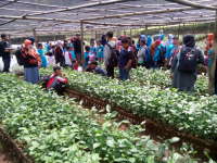 Anak-Anak Kampung Ilmu Belajar Pembibitan dan Pengolahan Teh