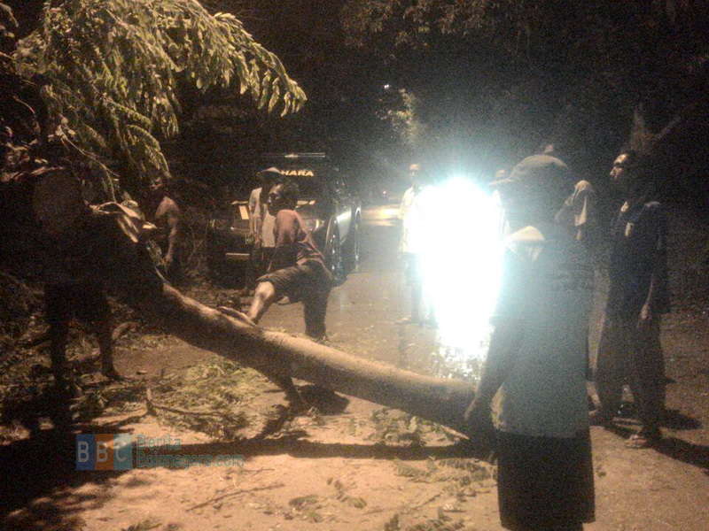 Angin Kencang Tumbangkan Pohon Besar di Kanor