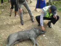 Celeng Masuk Perkampungan di Tuban, Dua Warga Luka-Luka