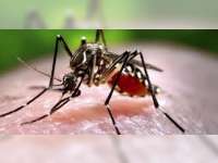 Hingga November 2016, 504 Warga Bojonegoro Terjangkit DBD
